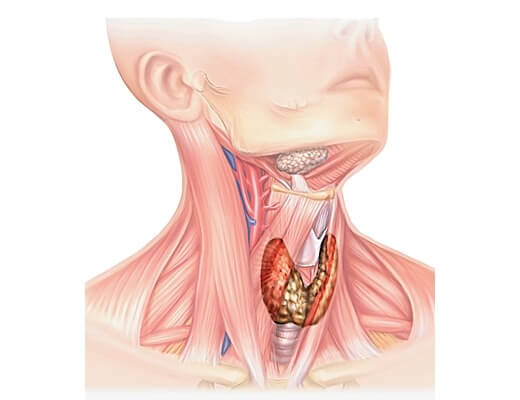 Какие нормальные размеры щитовидной железы?