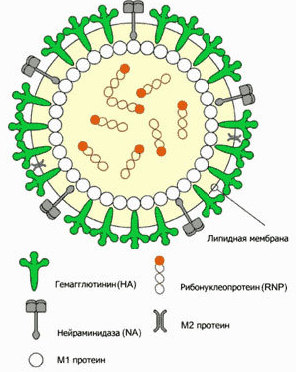 Как вирусные инфекции и грипп осаждают организм