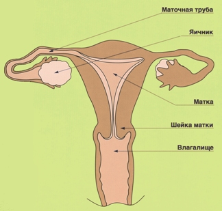 Воспаление органов таза у женщин