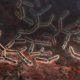 Бактериоз кишечника — в чем причина и как исправить положение