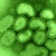 Коварный вирус — возбудитель гриппа