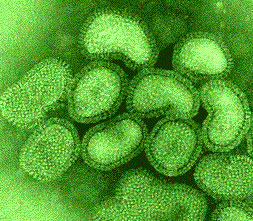 Коварный вирус - возбудитель гриппа