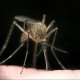 Симптомы малярии — как распознать болезнь