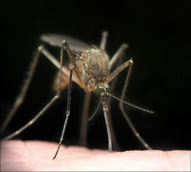 Симптомы малярии - как распознать болезнь