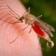 Заболевание малярия
