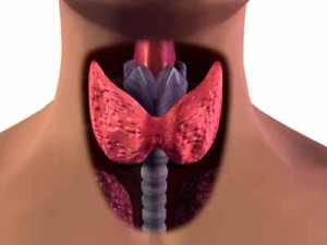 Диагноз АИТ – это не что иное, как нарушение в работе щитовидной железы