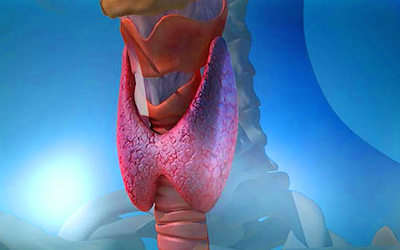 Неоднородная структура щитовидной железы: причины 