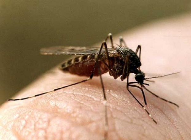 Как переносится возбудитель малярии?