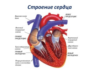Сердце - один из главных органов системы кровообращения