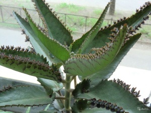 Каланхоэ - лекарственное растение
