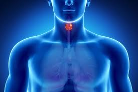 Недостаток гормонов щитовидной железы: симптомы, причины, лечение