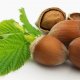 Лесной орех фундук: польза и вред для здоровья человека