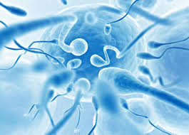 Какие необходимы витамины для улучшения качества спермы