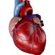 ОАП сердца: причины и симптомы нарушения, методы лечения