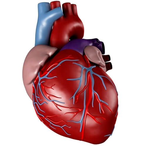 ОАП сердца: причины и симптомы нарушения, методы лечения