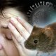 Симптомы мышиной лихорадки: основные признаки и проявления болезни