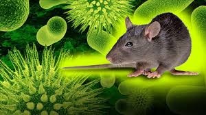 Мышиная лихорадка - вирусное заболевание передающееся от мышей