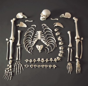 Скелет человека состоит из 206 костей