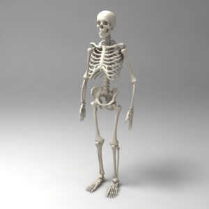 Скелет человека: название костей, структура отделов опорного аппарата