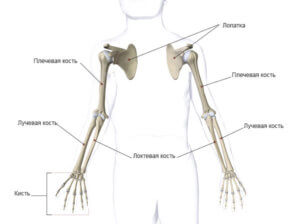Основная функция скелета верхних конечностей - обеспечение разнообразных движений руками
