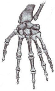 В строении скелета верхней конечности возможно наличие аномалий