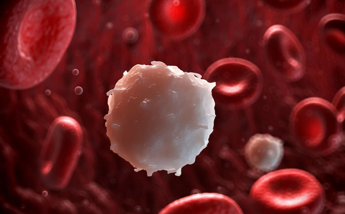 Повышенные лейкоциты в анализе крови: лечение лейкоцитоза