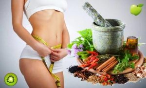 Лекарственные травы - эффективное средство для похудения