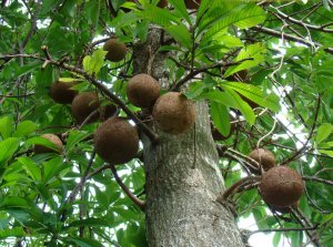 Бразильские орехи растут на дереве