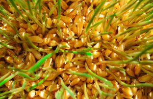 Проращивание пшеницы для здоровья организма