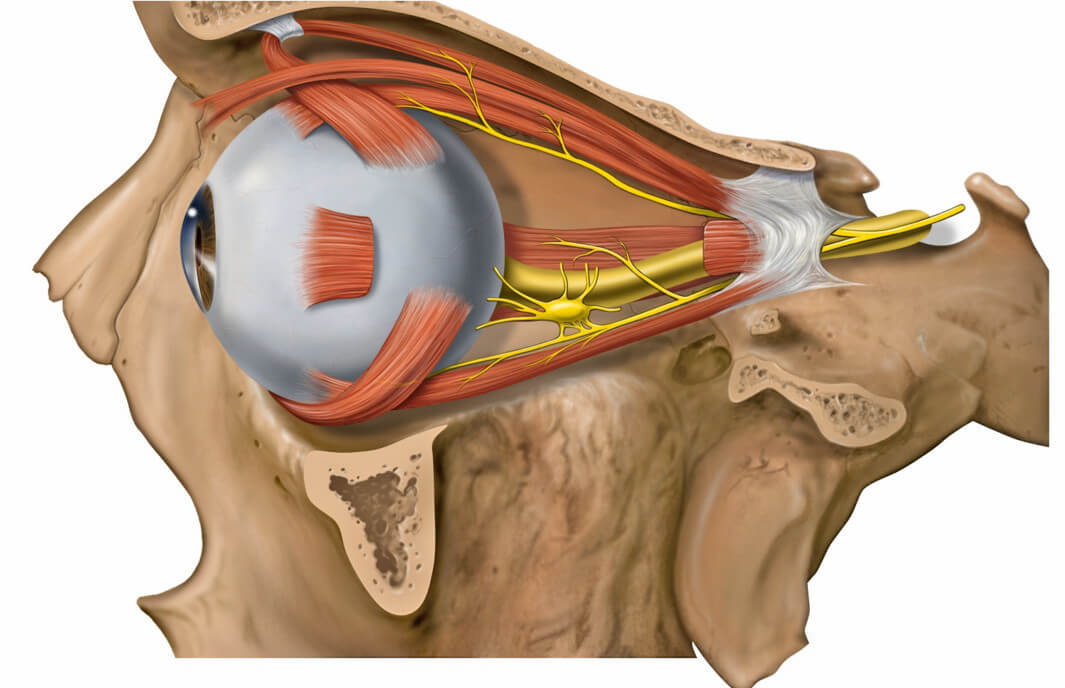 Атрофия глазного нерва: лечение с устранением причин, симптомов заболевания