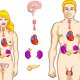 Гормоны и их функции в человеческом организме, таблица гормонов