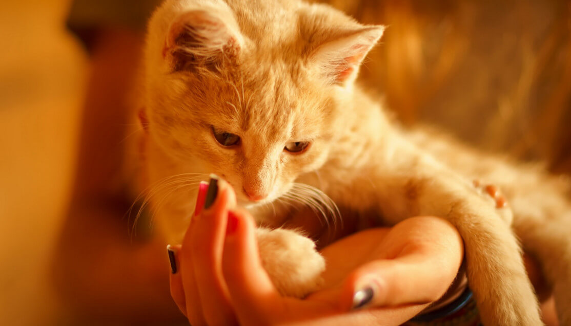 Чем лечить кошачий лишай у человека и как его избежать