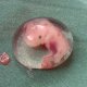 Анэмбриония: причины, симптомы патологии, особенности реабилитации