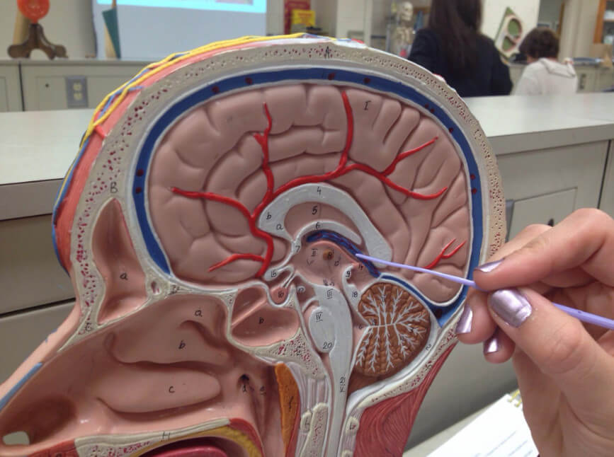 Киста гипофиза головного мозга, клиническая картина, причины и диагностика